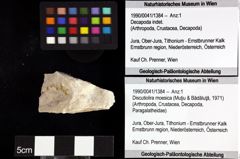 Foto (Objket + Etiketten) von Discutiolira moesica (Muţiu & Bădăluţă, 1971) 